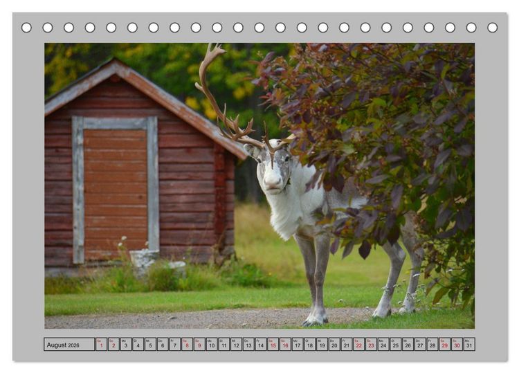 Produktbild: Rentiere im Hohen Norden (Tischkalender 2026 DIN A5 quer), CALVENDO Monatskalender