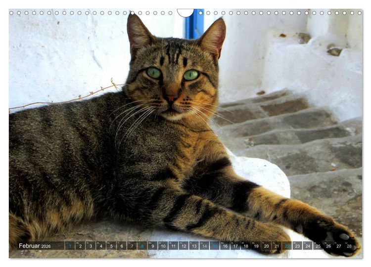 Produktbild: SAMTPFOTEN auf Mykonos (Wandkalender 2026 DIN A3 quer), CALVENDO Monatskalender