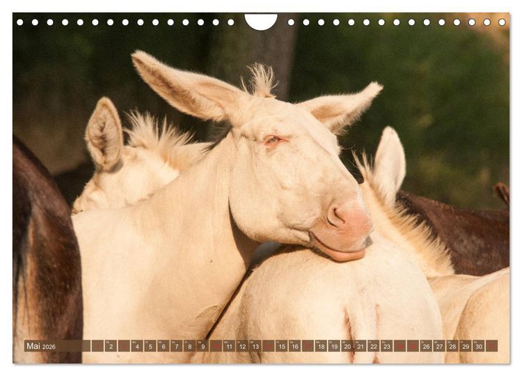 Produktbild: Lichtbringer - &Ouml;sterreichisch-Ungarische Barockesel (Wandkalender 2026 DIN A4 quer), CALVENDO Monatskalender