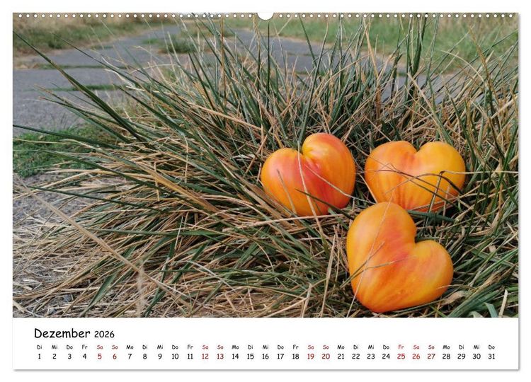 Produktbild: Tomaten Satt (hochwertiger Premium Wandkalender 2026 DIN A2 quer), Kunstdruck in Hochglanz
