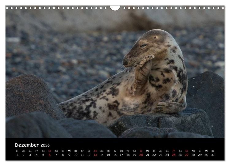 Produktbild: Robben auf Helgoland 2026 (Wandkalender 2026 DIN A3 quer), CALVENDO Monatskalender