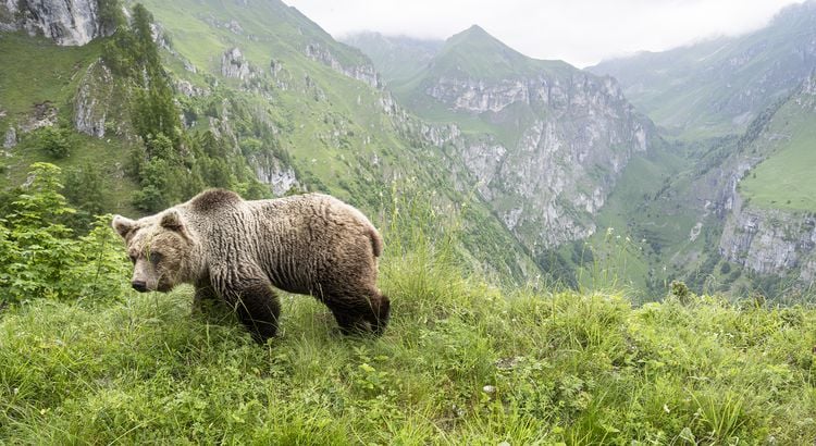 Produktbild: Ursus Brenta &mdash; Die R&uuml;ckkehr der B&auml;ren in die Alpen