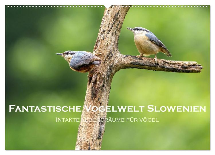Produktbild: Fantastische Vogelwelt Slowenien (Wandkalender 2026 DIN A2 quer), CALVENDO Monatskalender