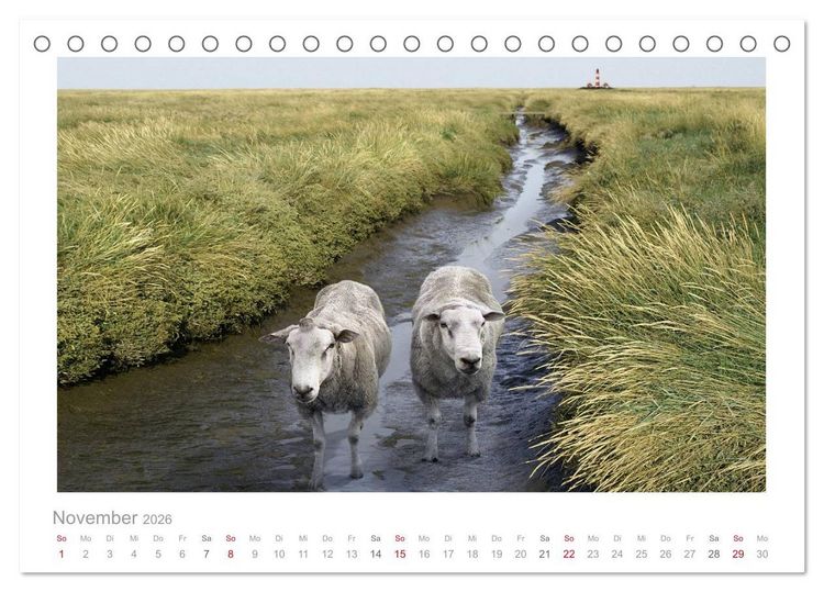 Produktbild: Nordsee Schafe (Tischkalender 2026 DIN A5 quer), CALVENDO Monatskalender