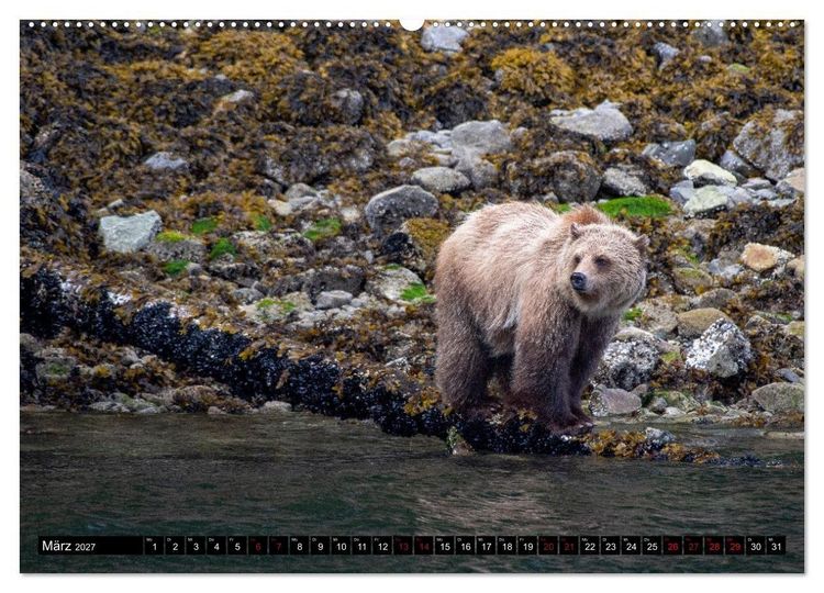 Produktbild: Grizzlys und Geisterb&auml;ren - Glendale Cove, Kanada (hochwertiger Premium Wandkalender 2027 DIN A2 quer), Kunstdruck in Hochglanz