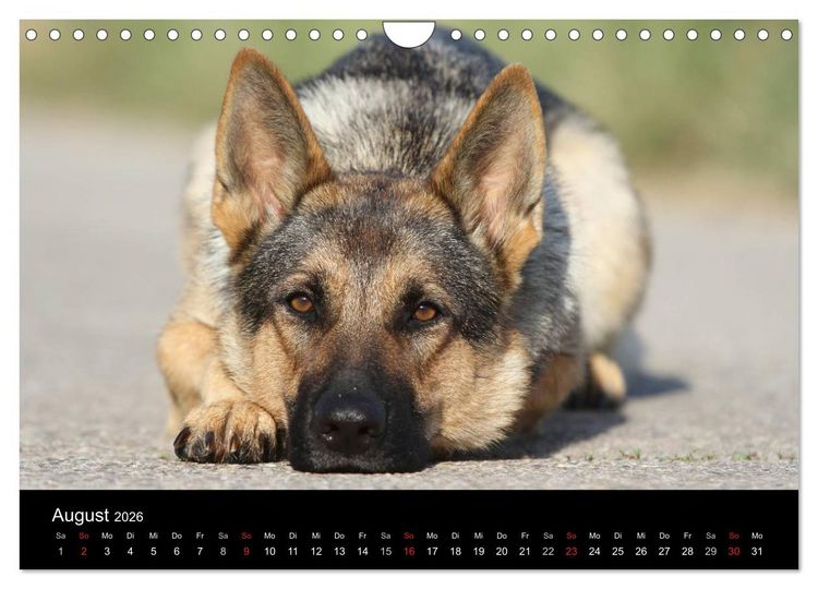 Produktbild: Mit dem Deutschen Sch&auml;ferhund durch's Jahr (Wandkalender 2026 DIN A4 quer), CALVENDO Monatskalender