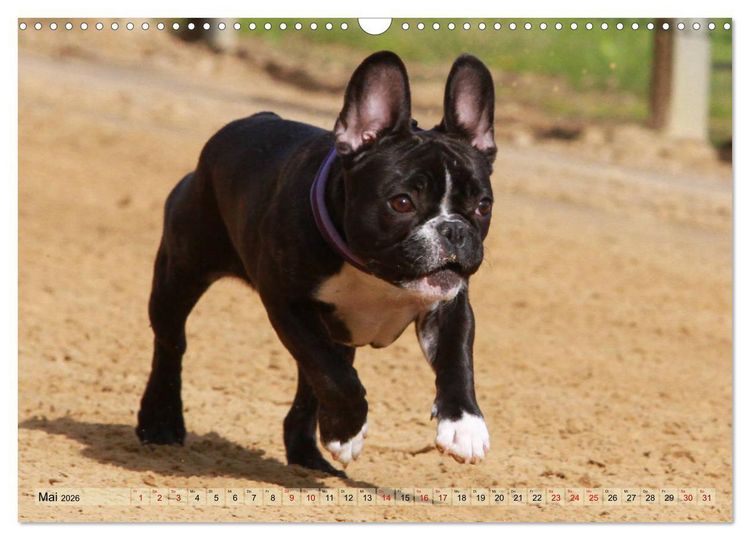 Produktbild: Bulldoggen - Englische und Franz&ouml;sische Bulldoggen (Wandkalender 2026 DIN A3 quer), CALVENDO Monatskalender
