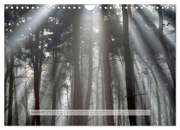 Produktbild: Wald im Bergischen Land 2027 (Wandkalender 2027 DIN A4 quer), CALVENDO Monatskalender