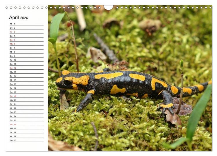 Produktbild: Amphibien und Reptilien (Wandkalender 2026 DIN A3 quer), CALVENDO Monatskalender