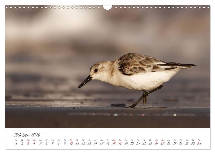 Produktbild: Vogelwelt Helgoland - von Ostfriesenfotografie (Wandkalender 2026 DIN A3 quer), CALVENDO Monatskalender