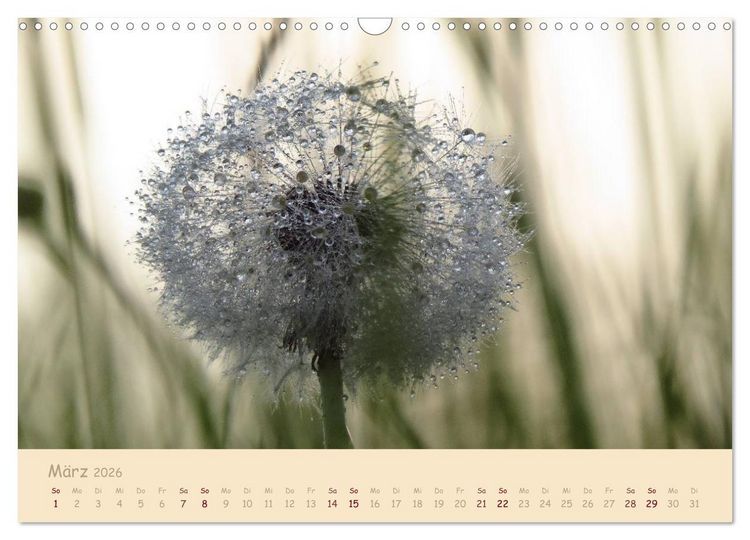 Produktbild: Unscheinbare Sch&ouml;nheit - Pusteblume (Wandkalender 2026 DIN A3 quer), CALVENDO Monatskalender