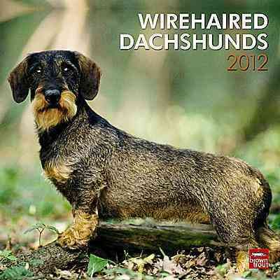 Produktbild: Wirehaired Dachshunds 2012 Calendar