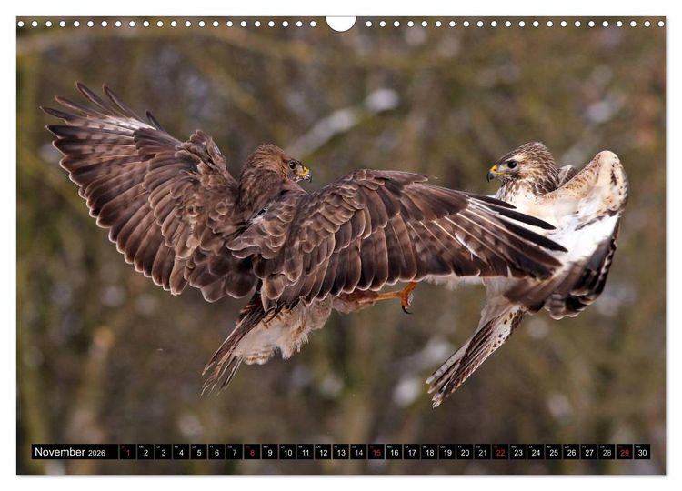 Produktbild: GREIFV&Ouml;GEL wild & frei (Wandkalender 2026 DIN A3 quer), CALVENDO Monatskalender