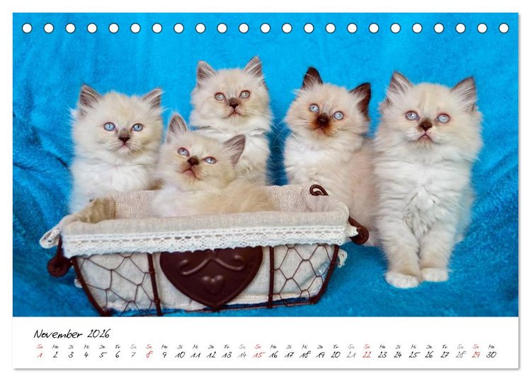 Produktbild: Katzenparade (Tischkalender 2026 DIN A5 quer), CALVENDO Monatskalender