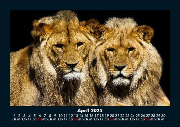 Produktbild: Tiere in der Wildnis 2025 Fotokalender DIN A5