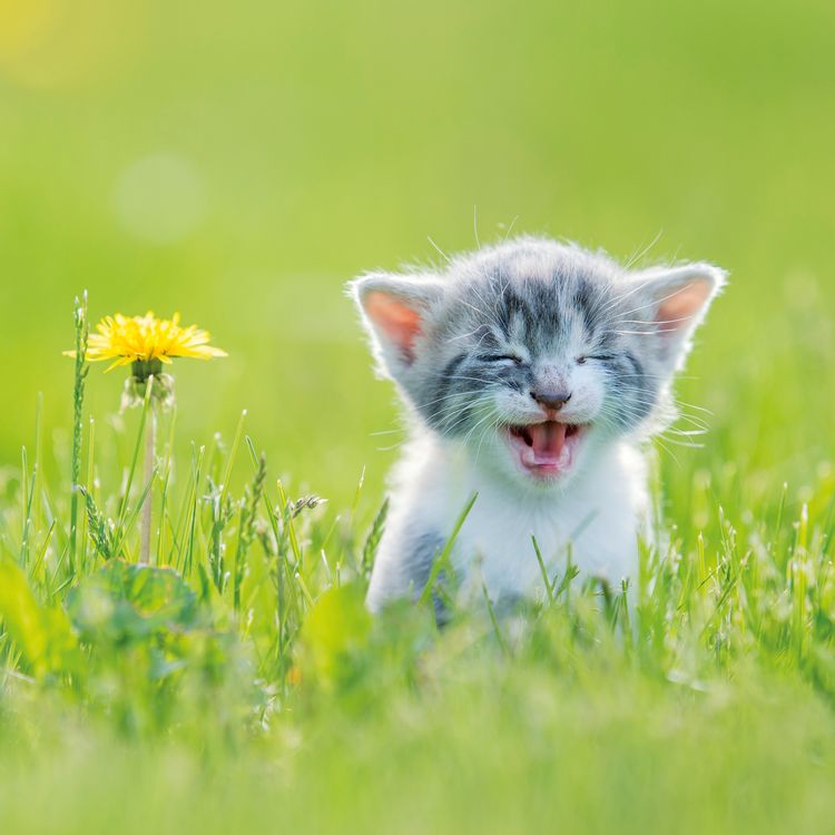 Produktbild: Katzen / Cats 2027