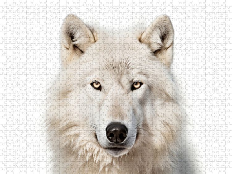 Produktbild: CALVENDO Puzzle Ein Motiv aus dem Kalender "Only white animals" | 1000 Teile Lege-Gr&ouml;&szlig;e 64x48cm Foto-Puzzle f&uuml;r gl&uuml;ckliche Stunden