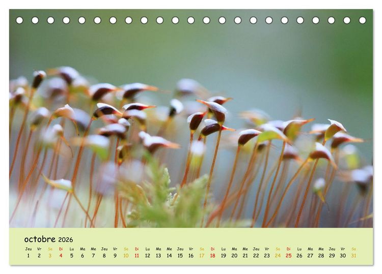 Produktbild: Le monde majestueux des mousses (Calendrier de bureau 2026 DIN A5 vertical), CALVENDO calendrier mensuel
