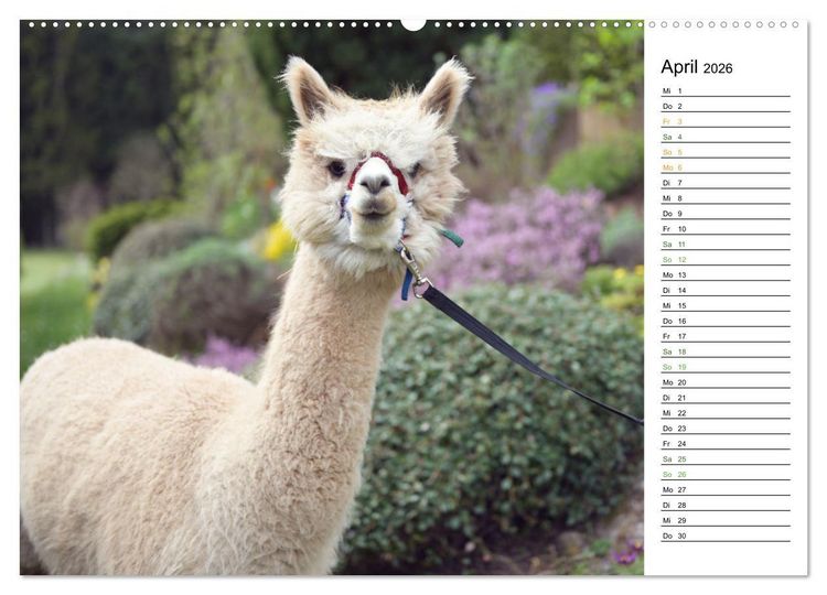 Produktbild: Alpakas im Paradies (hochwertiger Premium Wandkalender 2026 DIN A2 quer), Kunstdruck in Hochglanz
