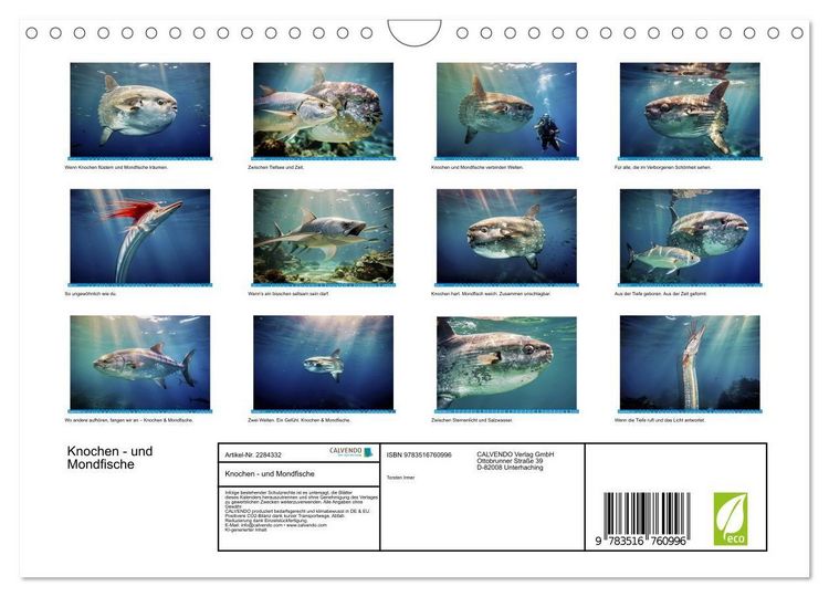 Produktbild: Knochen - und Mondfische (Wandkalender 2027 DIN A4 quer), CALVENDO Monatskalender
