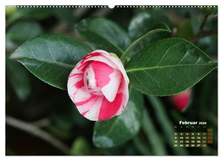 Produktbild: Kamelien - Bl&uuml;tensch&ouml;nheiten (hochwertiger Premium Wandkalender 2026 DIN A2 quer), Kunstdruck in Hochglanz