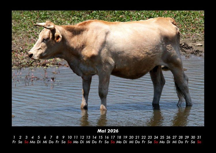 Produktbild: Kuhkalender 2026 Fotokalender DIN A3