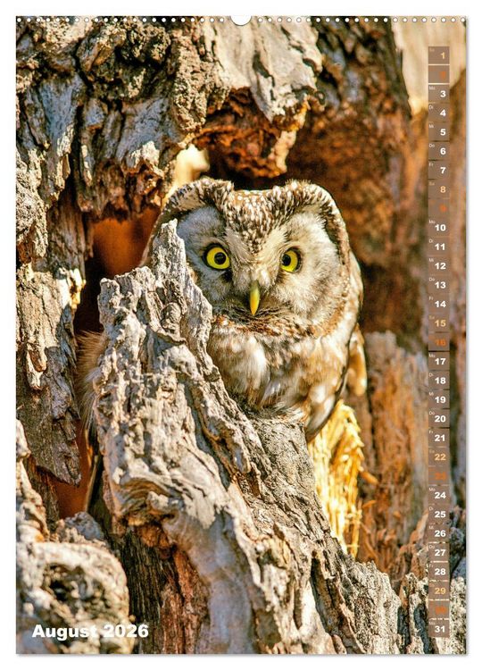 Produktbild: Eulen: In die Augen geschaut (hochwertiger Premium Wandkalender 2026 DIN A2 hoch), Kunstdruck in Hochglanz