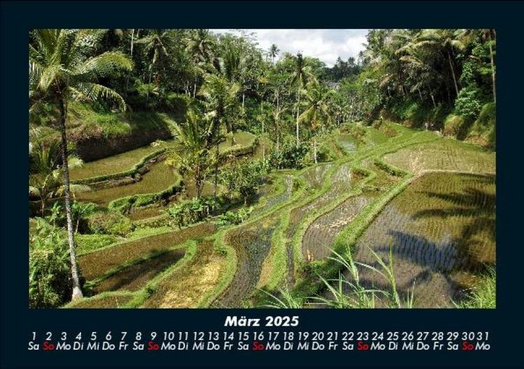 Produktbild: Palmentraum 2025 Fotokalender DIN A5
