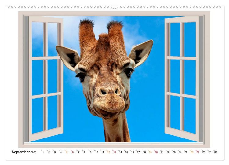 Produktbild: Fenstergucker - tierische Freunde an der Wand (Wandkalender 2026 DIN A2 quer), CALVENDO Monatskalender