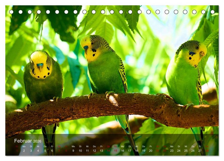 Produktbild: Wellensittiche - gesellige Freunde (Tischkalender 2026 DIN A5 quer), CALVENDO Monatskalender