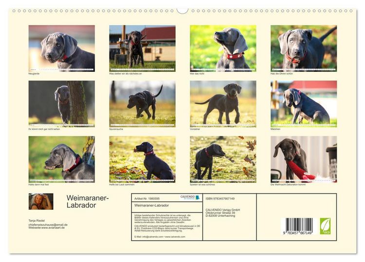 Produktbild: Weimaraner-Labrador (hochwertiger Premium Wandkalender 2026 DIN A2 quer), Kunstdruck in Hochglanz