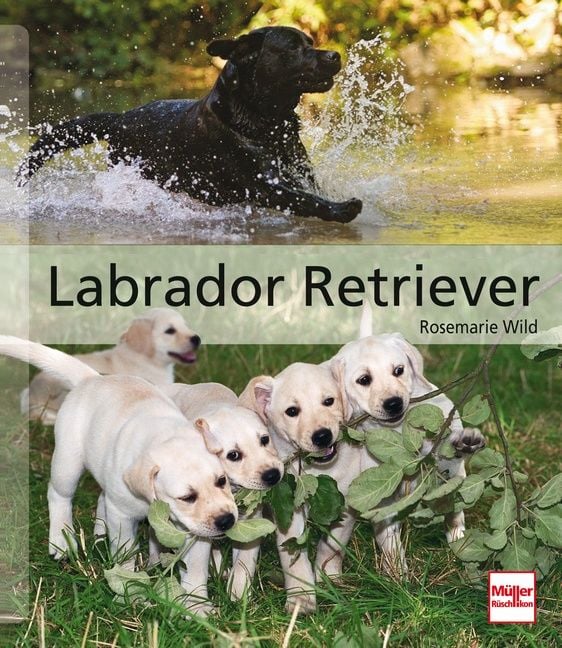Produktbild: Labrador Retriever
