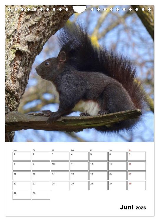 Produktbild: Niedliche Eichh&ouml;rnchen (Wandkalender 2026 DIN A4 hoch), CALVENDO Monatskalender