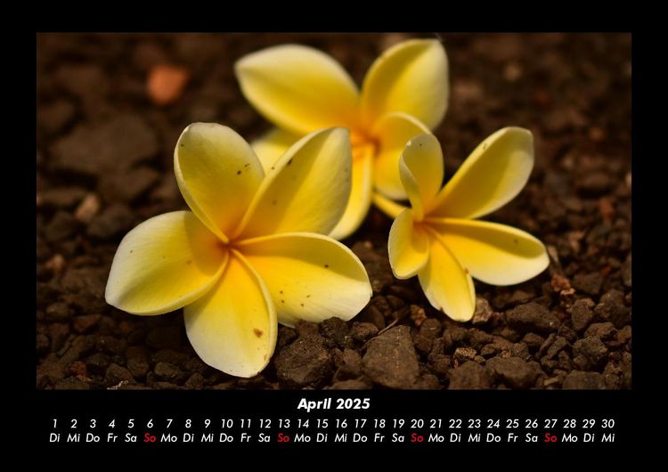 Produktbild: Blumenzauber 2025 Fotokalender DIN A3