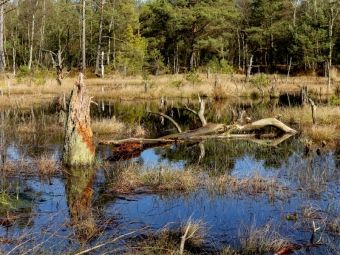 Produktbild: CALVENDO Puzzle Abgestorbene Baumst&uuml;mpfe im Moorsee im Pietzmoor Schneverdingen | 1000 Teile Lege-Gr&ouml;&szlig;e 64x48cm Foto-Puzzle f&uuml;r gl&uuml;ckliche Stunden