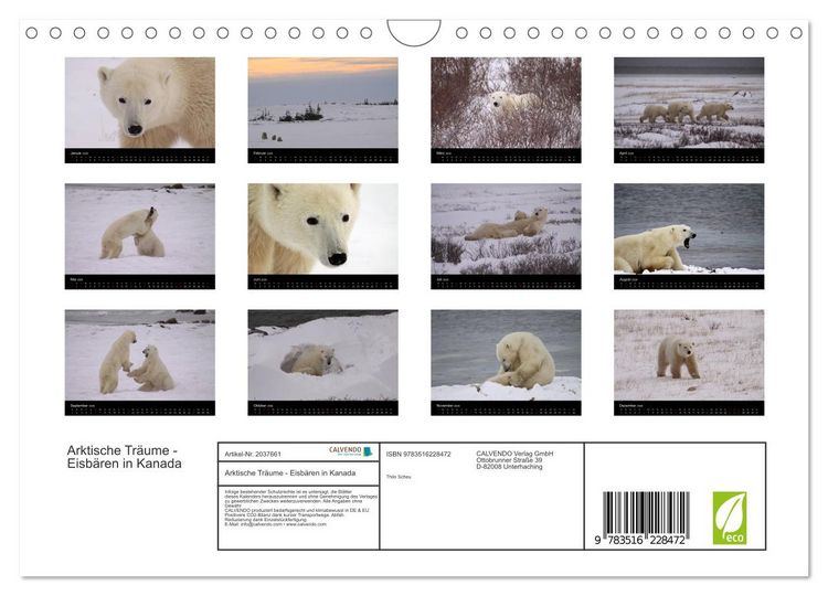 Produktbild: Arktische Tr&auml;ume - Eisb&auml;ren in Kanada (Wandkalender 2026 DIN A4 quer), CALVENDO Monatskalender