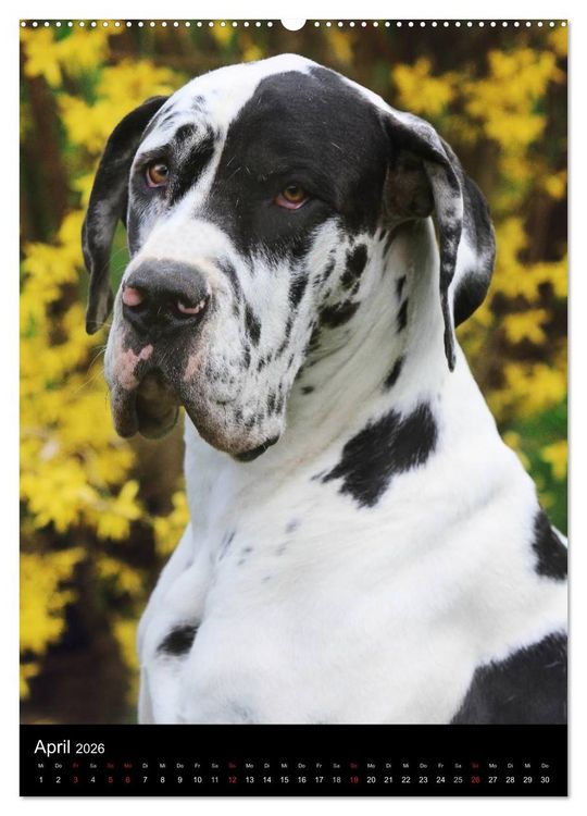Produktbild: Faszination Deutsche Dogge (Wandkalender 2026 DIN A2 hoch), CALVENDO Monatskalender