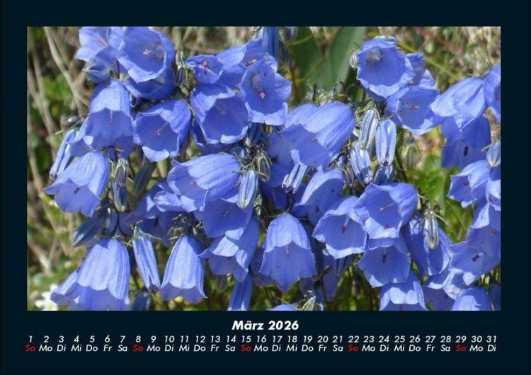 Produktbild: Blumentr&auml;ume 2026 Fotokalender DIN A4