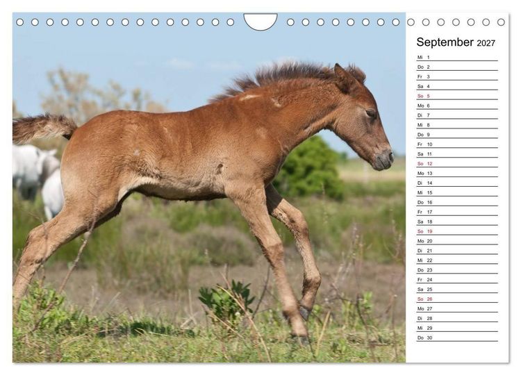 Produktbild: Pferde der Camargue &ndash; Schimmel im Rh&ocirc;nedelta (Wandkalender 2027 DIN A4 quer), CALVENDO Monatskalender