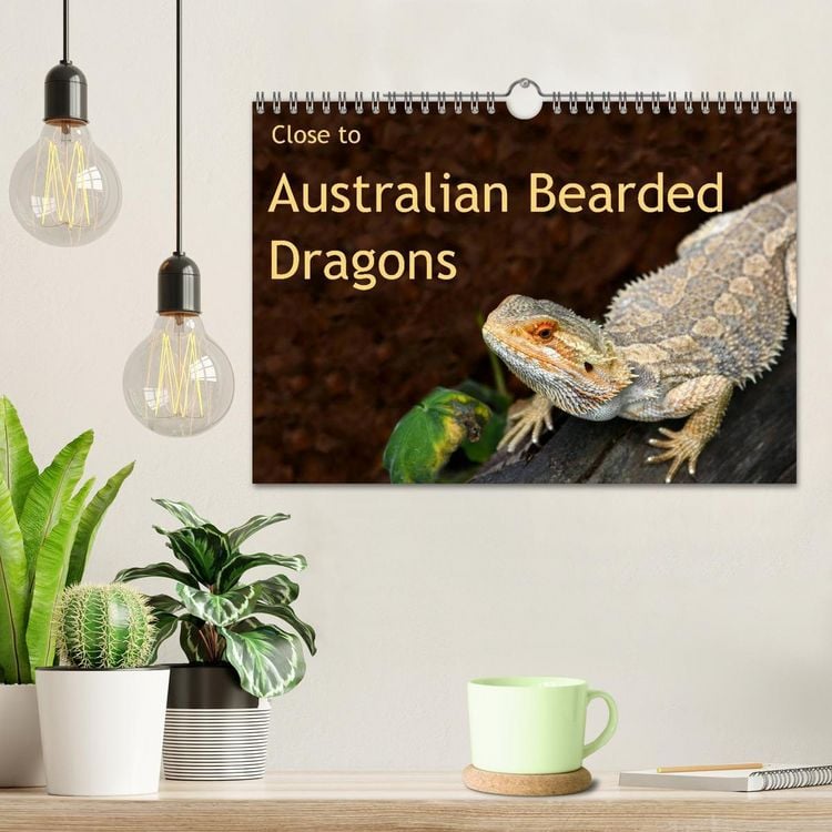 Produktbild: Close to Australian Bearded Dragons (Wall Calendar 2026 DIN A4 landscape), CALVENDO 12 Month Wall Calendar