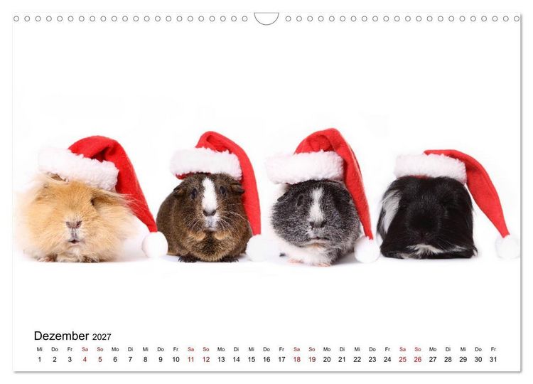 Produktbild: Niedliche Meerschweinchen (Wandkalender 2027 DIN A3 quer), CALVENDO Monatskalender