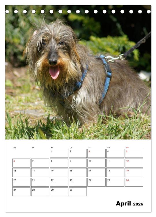 Produktbild: Liebenswerte Zwergrauhaardackel (Tischkalender 2026 DIN A5 hoch), CALVENDO Monatskalender