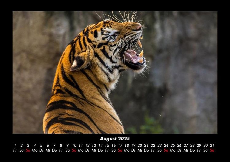 Produktbild: Tiger 2025 Fotokalender DIN A3