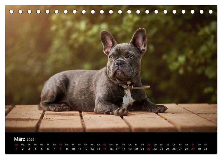 Produktbild: French Bulldog aktiv, verspielt, sportlich (Tischkalender 2026 DIN A5 quer), CALVENDO Monatskalender