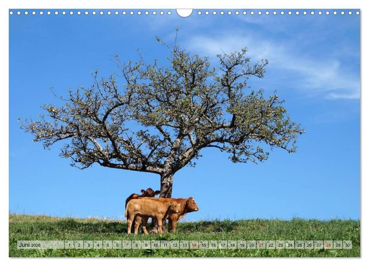 Produktbild: S&uuml;dschwarzwald - Impressionen (Wandkalender 2026 DIN A3 quer), CALVENDO Monatskalender