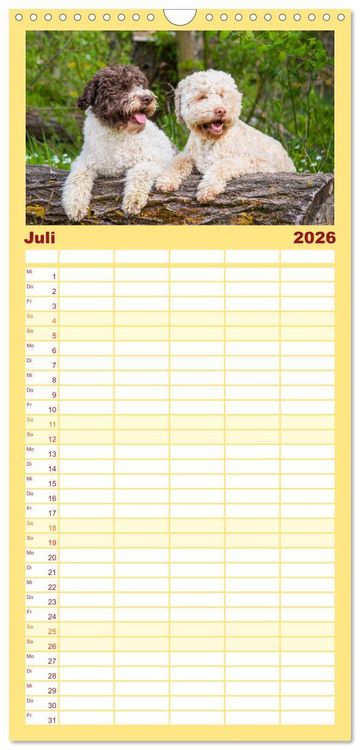 Produktbild: Familienplaner 2026 - Lagotto Romagnolo - der Tr&uuml;ffelhund Italiens mit 5 Spalten (Wandkalender, 21 x 45 cm) CALVENDO