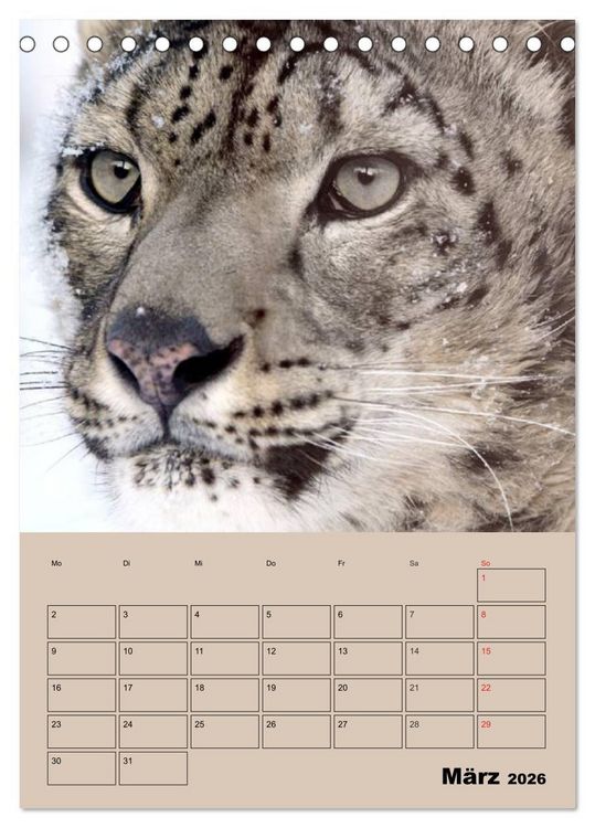 Produktbild: Gro&szlig;katzen. Raubkatzengesichter (Tischkalender 2026 DIN A5 hoch), CALVENDO Monatskalender