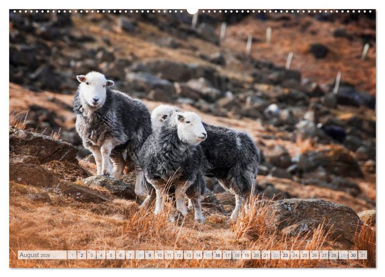 Produktbild: Schafe - Raues Wetter, weiche Wolle (hochwertiger Premium Wandkalender 2026 DIN A2 quer), Kunstdruck in Hochglanz