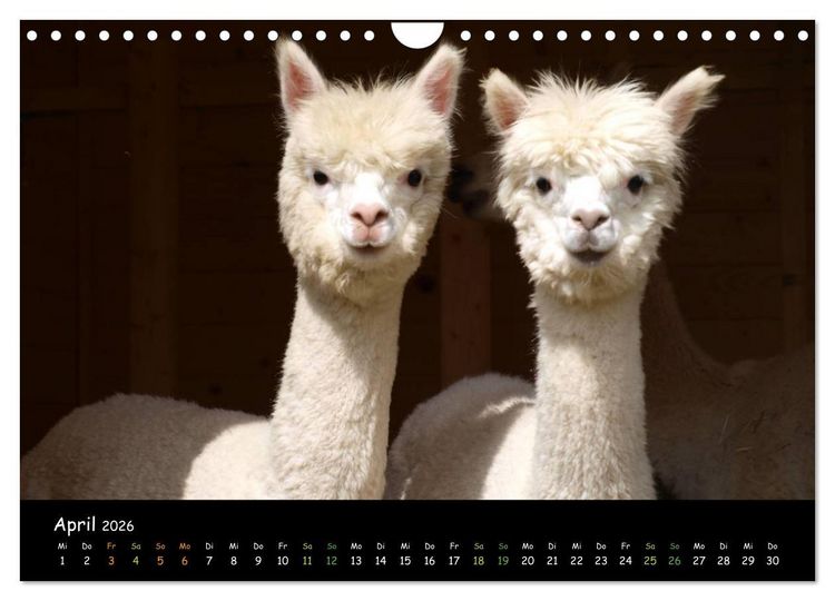 Produktbild: Alpakas zum Verlieben (Wandkalender 2026 DIN A4 quer), CALVENDO Monatskalender