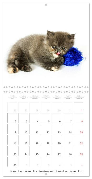 Produktbild: Persian Kittens (Wall Calendar 2026 12 &times; 12 Inch) CALVENDO 12 Month Wall Calendar